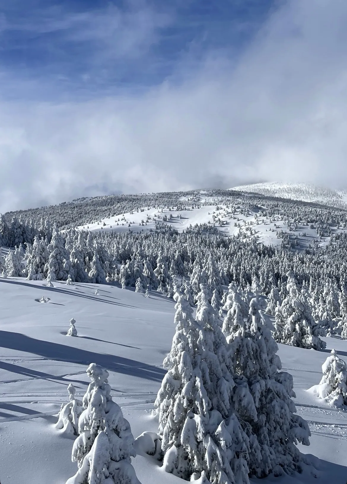 Predicción de tendencias de mercado en la consultoría estratégica
