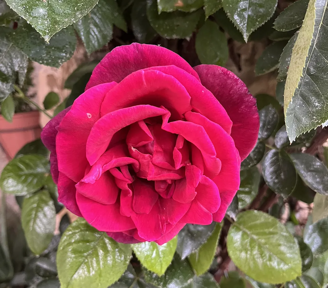 Innovar en el modelo de negocio con el ejemplo de Sant Jordi