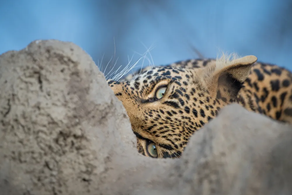 Botswana el Safari de Lujo: Una Experiencia de Exclusividad y Naturaleza