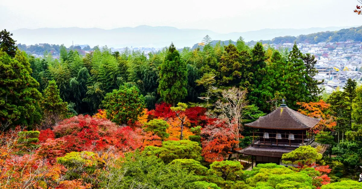Fotos de stock gratuitas de al aire libre, arboles, arquitectura japonesa