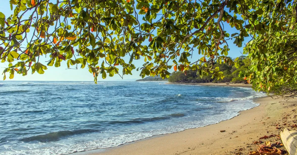 Árboles Cerca De La Costa Durante La Hora Dorada